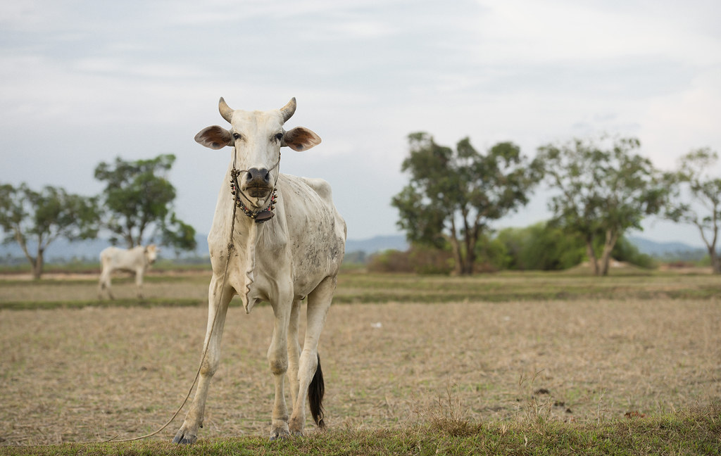 Notes from Kampot Slow: A Travel Diary