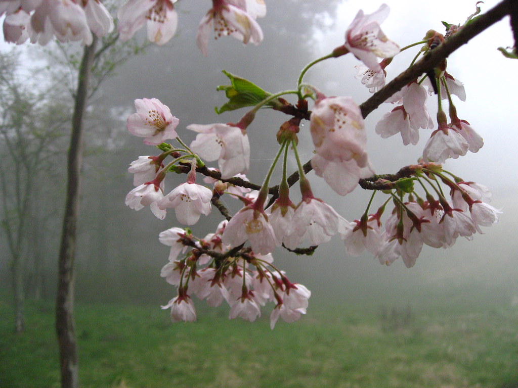 Notes from Hakone Slow: A Travel Diary