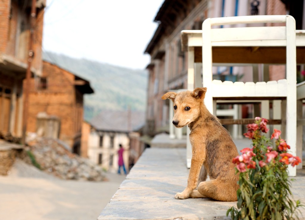 Notes from Bandipur Slow: A Slow Travel Diary