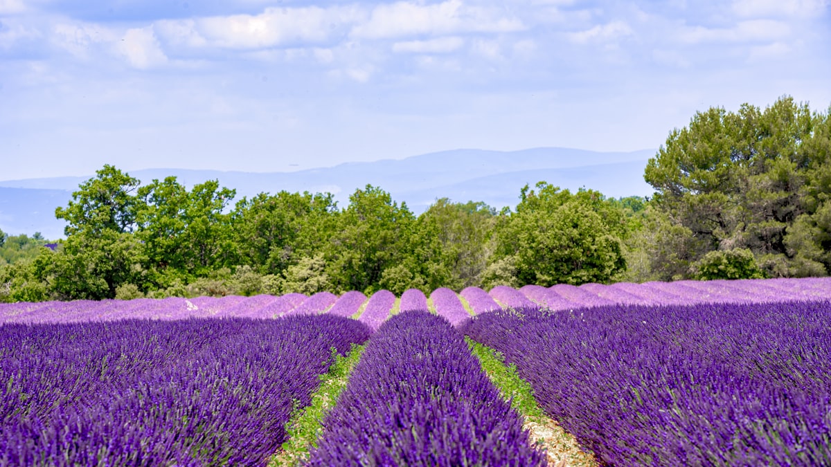 Provence in July: Lavender, Villages and the Color of Summer — Provence travel guide