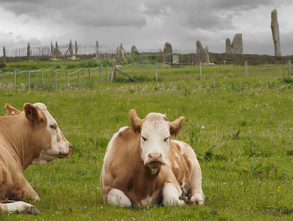 Notes from Stromness Slow: A Travel Diary