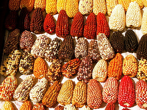 Notes from Arequipa Slow: A Travel Diary